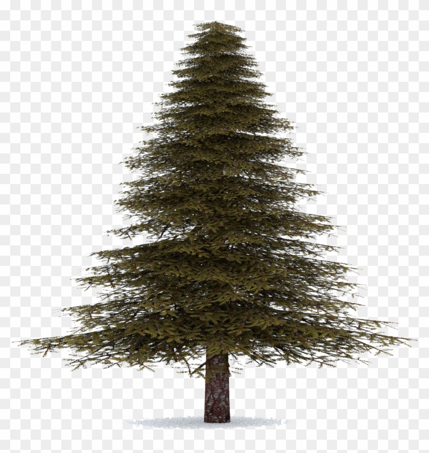 Fir-tree - Evergreen Fir Tree #390059