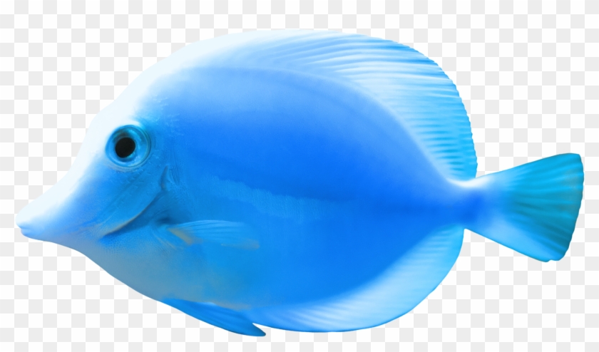 Fish Quality Png Image - Sea Fish Png #390255