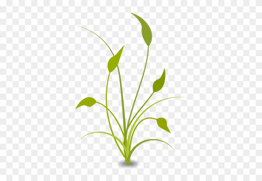 Green Plant With Leaves - Nature Png Clipart #391155