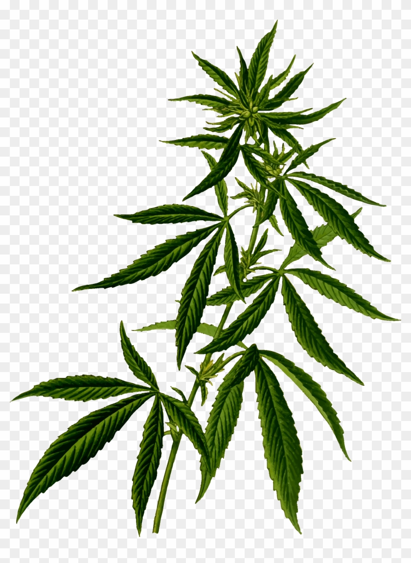 Free - Cannabis Plant Vector #391461