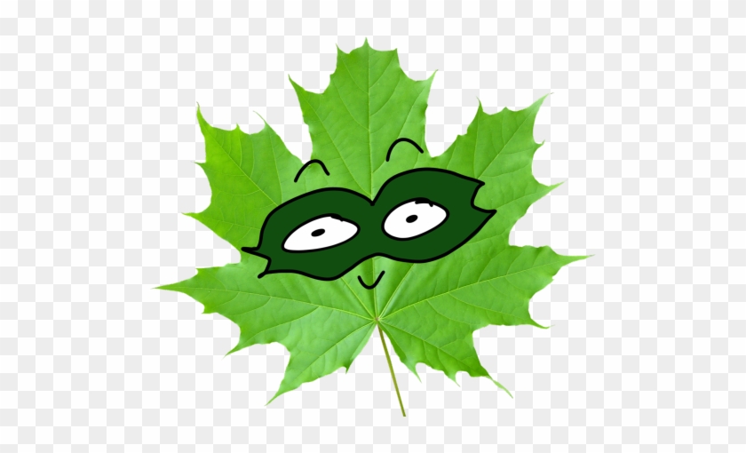 Grape Leaf Clipart - 4 Major Functions Of Leaves #391471