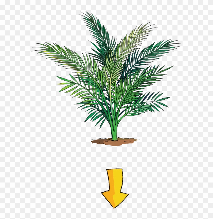 The Gallery For > - Houseplant #391695