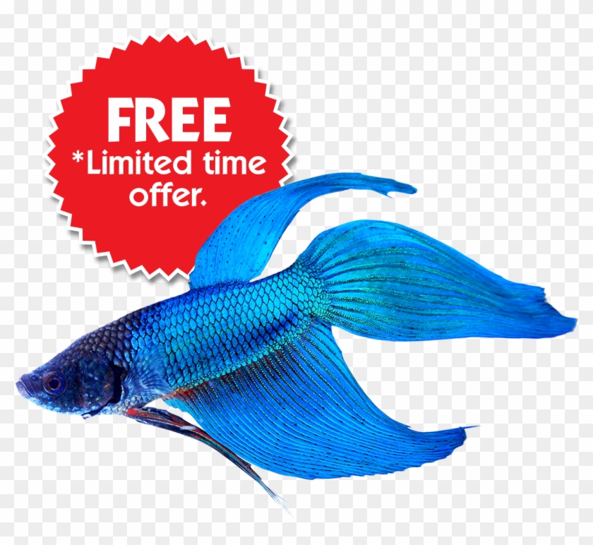 Already Have A Betta Fish Skip To Step - Siamese Fighting Fish Anatomy #394100