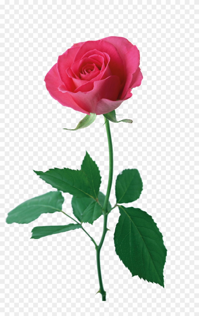 Red Rose Cartoon Transparent Material - Rosas Con Hojas #395010