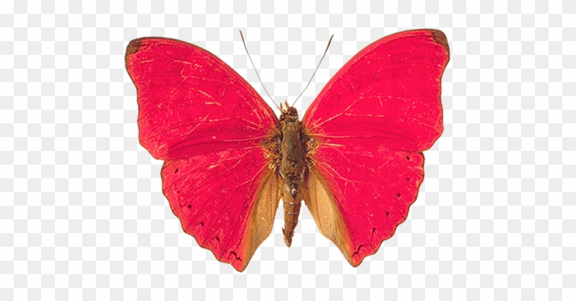 Pink Butterfly Png Image, Butterflies - Pink And Red Butterfly #397092