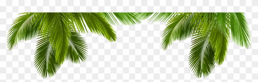 Diversas - Palms #397158