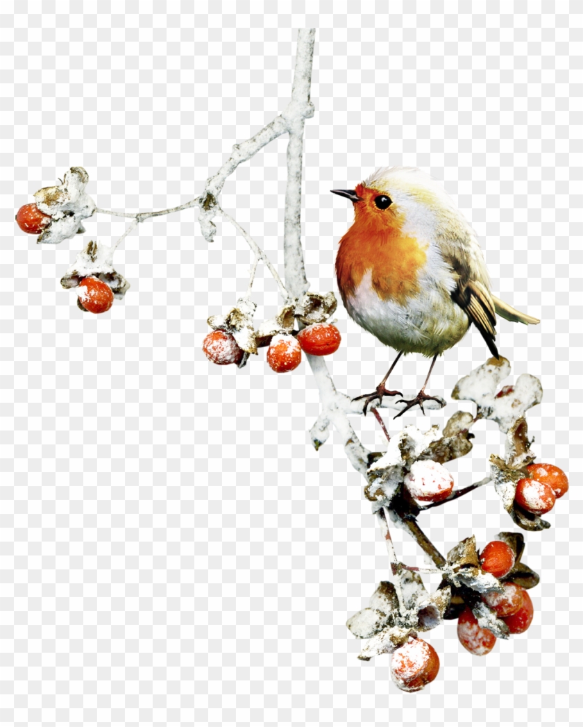 Bird Winter Clip Art - Bird Winter Clip Art #397707