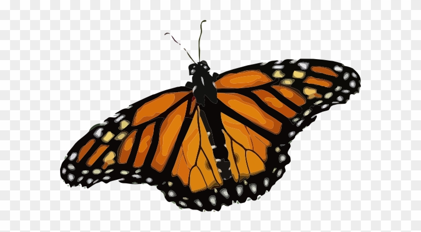 Life Cycle Of A Butterfly #397689