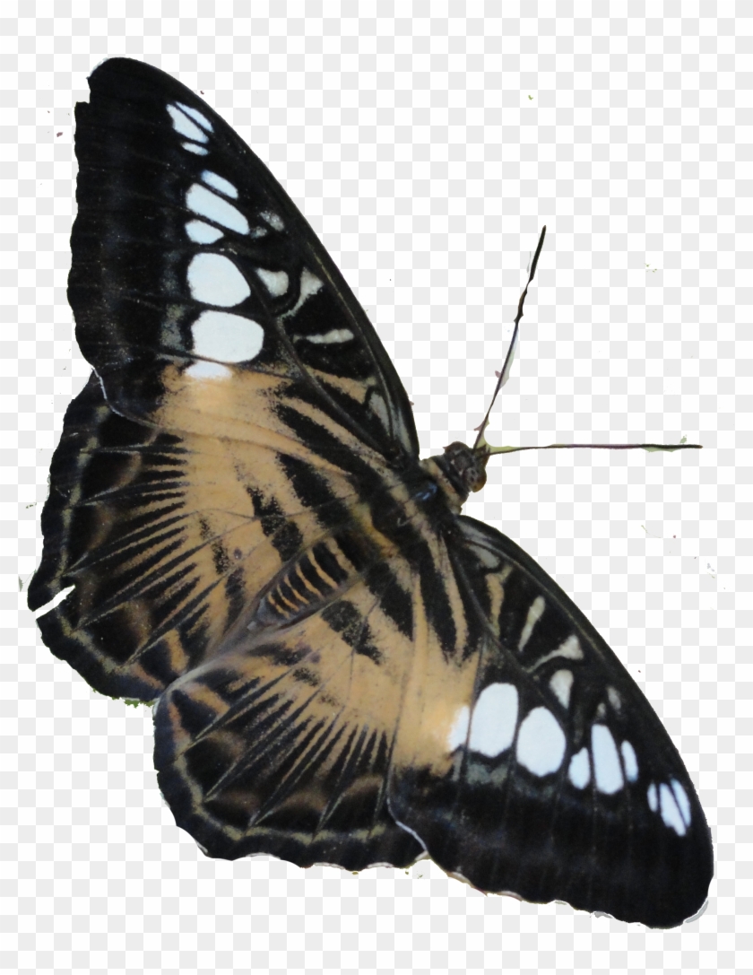 Image7 - - Real Butterfly Wings Parthenos Sylvia Lilacinus Forewing #397985