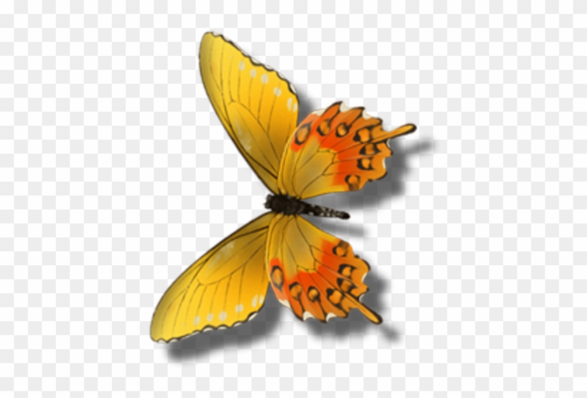Butterfly #398538