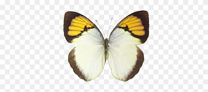 Image6 - Brown Hairstreak #398541