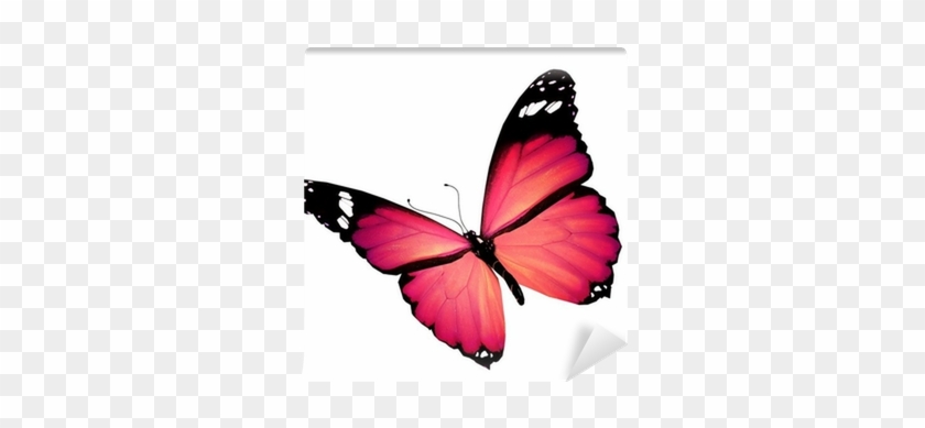 Pink Butterfly, Isolated On White Wall Mural • Pixers® - Distance By Will Ryan 9781490950976 (paperback) #398776