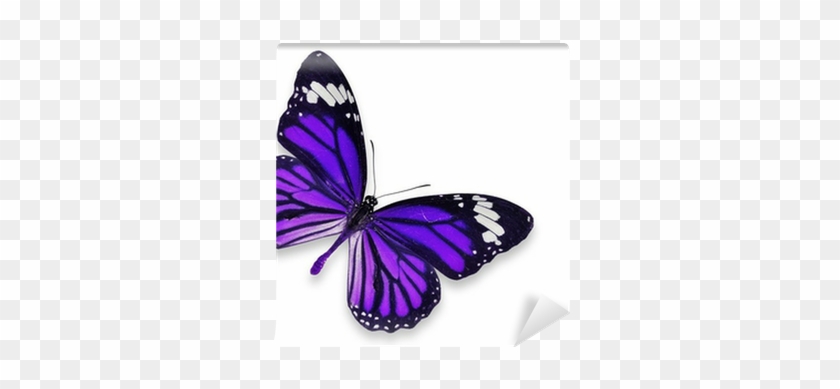 Purple And Blue Butterfly #398799