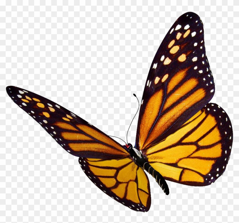 More Images & Video - Monarch Butterfly Png #398949
