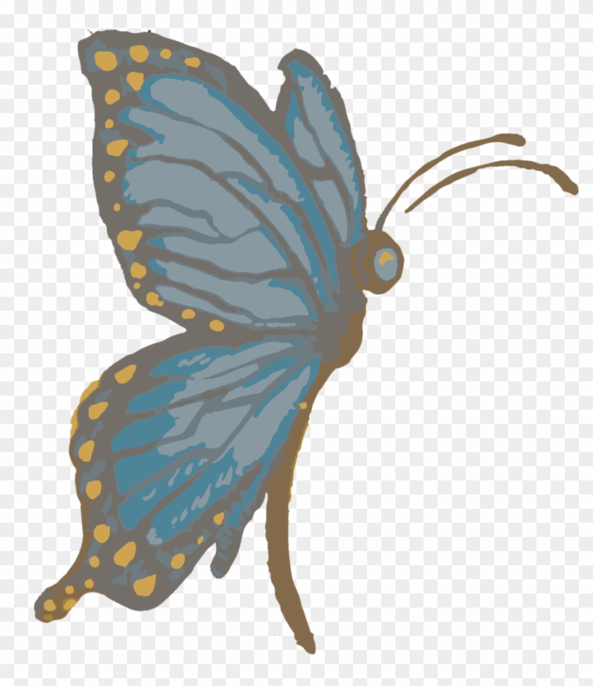 Butterfly - Butterfly #398957