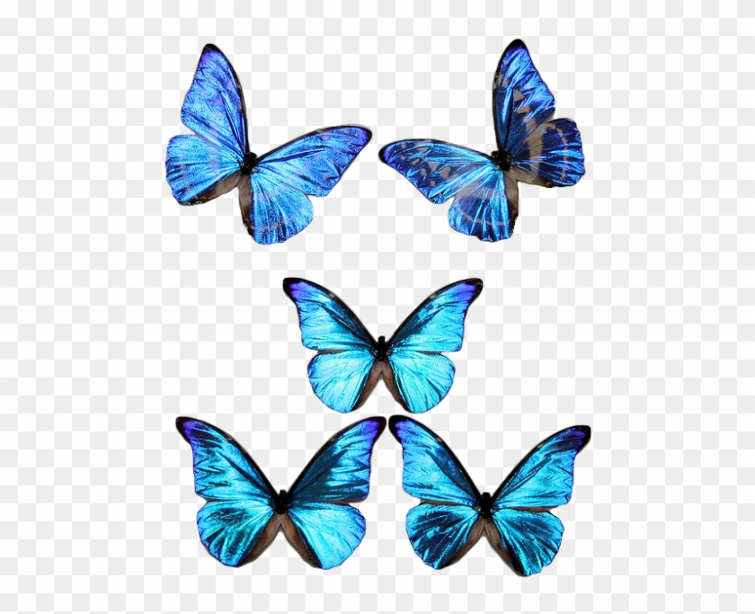 Transparent Blue Butterfly Png - - Butterfly #399117