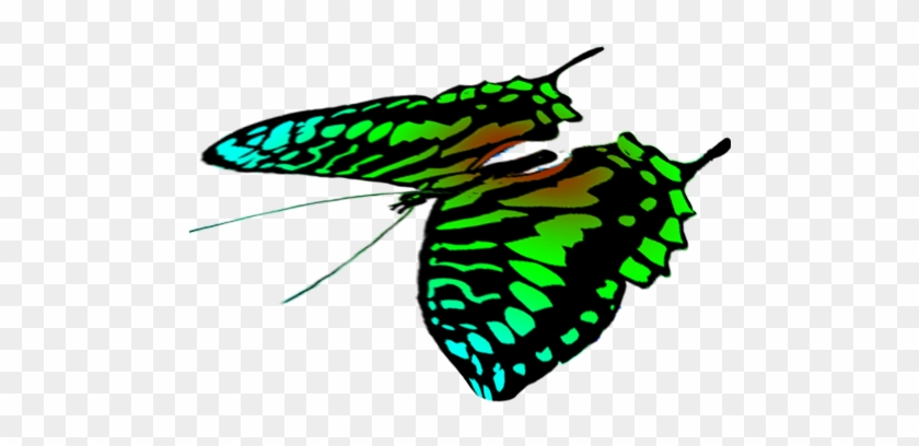 Free Butterflies Drawings - Butterfly #399191