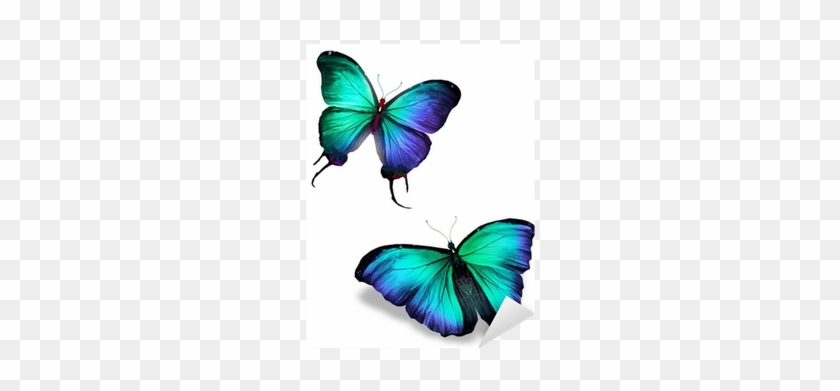 Two Color Butterflies, Isolated On White Background - Butterflies And Moths #399213