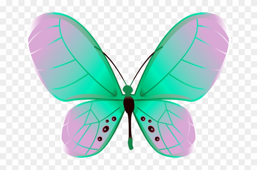 ‿✿⁀butterflies‿✿⁀ - Lycaenid #399474