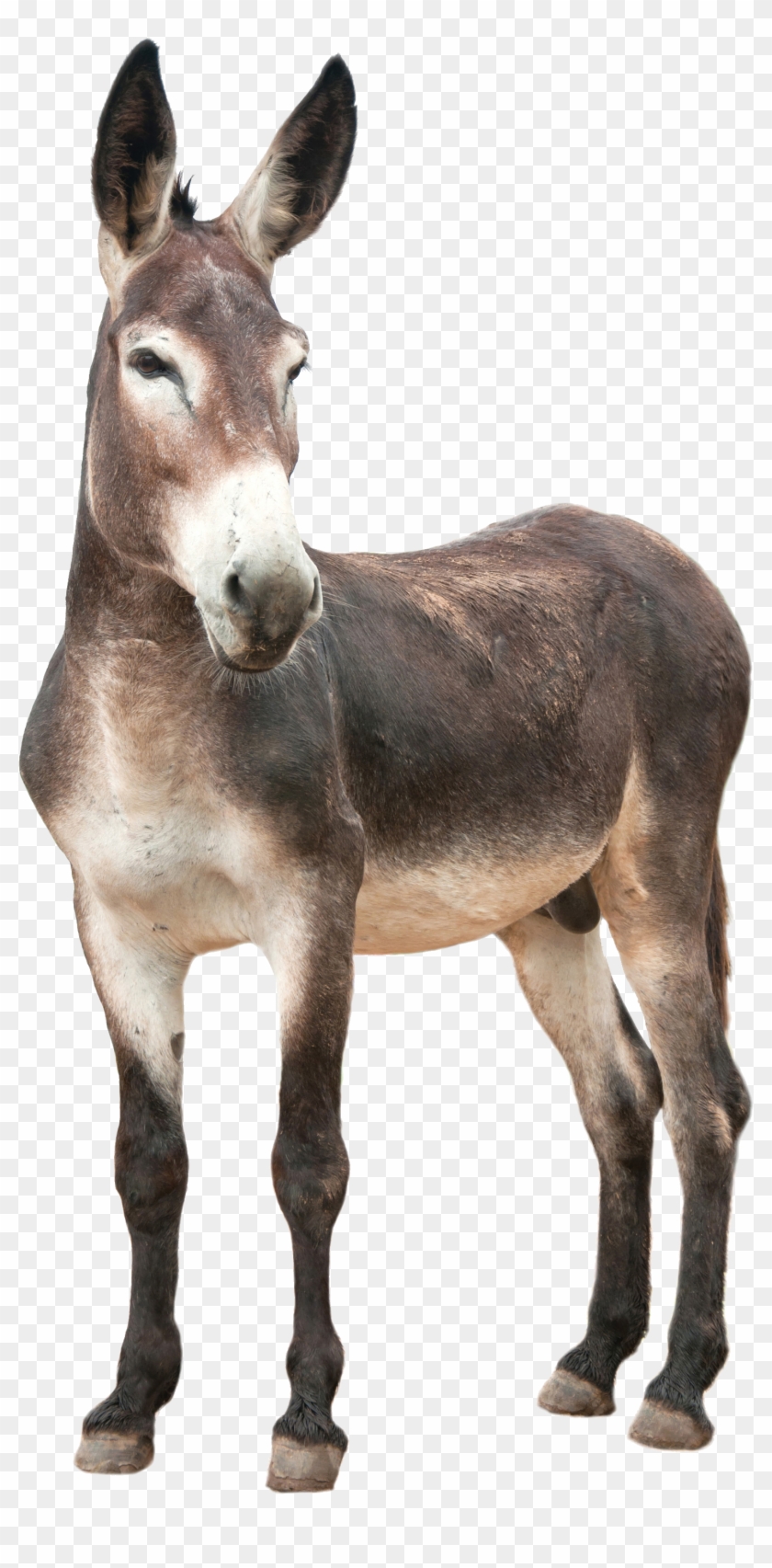 Image - Donkey Png #400073