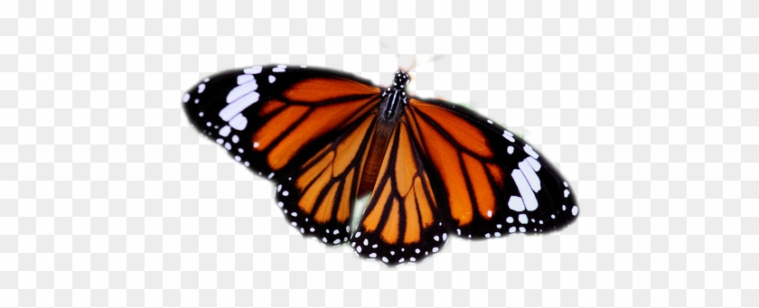 Get - Common Butterflies Of Bangalore #400183