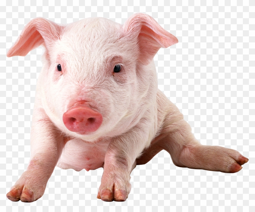 Pig Clipart Transparent - Pigs Png #400525