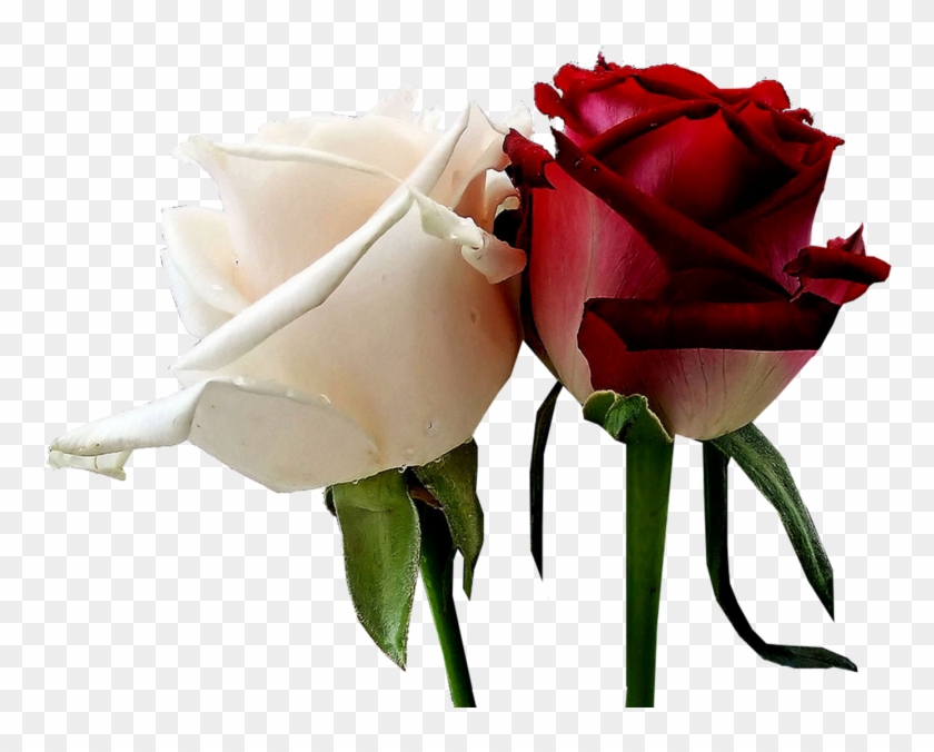 White Red Roses - White And Red Roses #405663