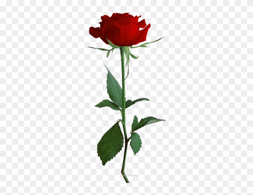Png Red Rose Gifs, New Big Red Rose - Ultimate Complete Bbw Erotic Romance Collection: Big, #405768