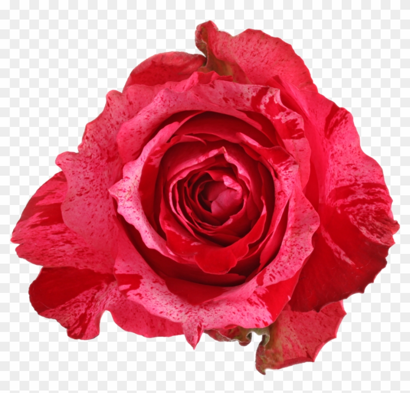 Frou Frouhead Size - Rose #406175