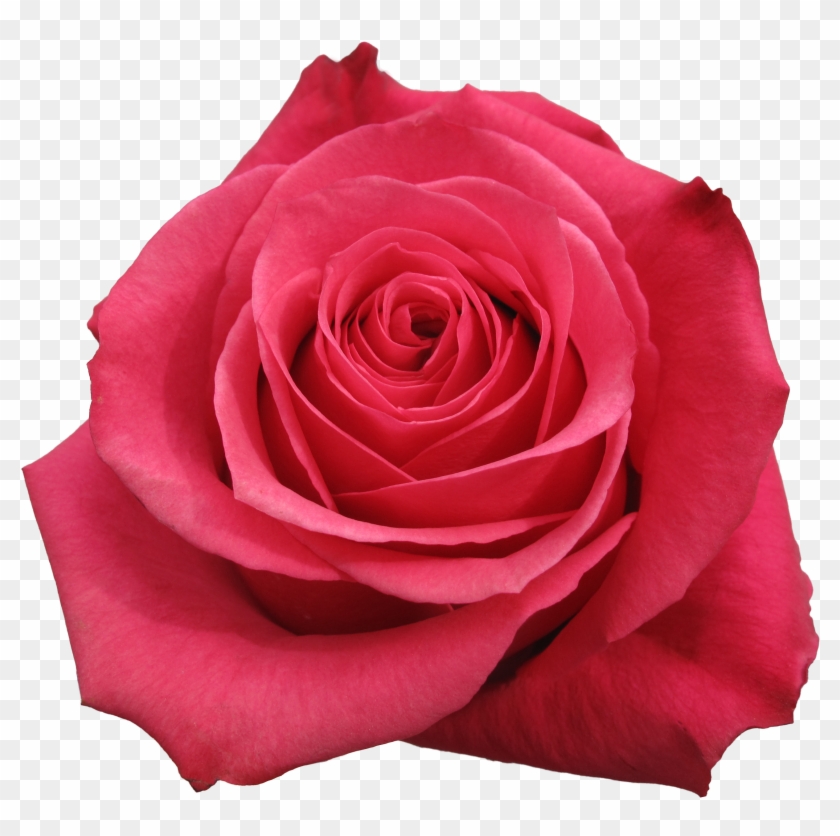 Rose Cherry O - Cherry #406201