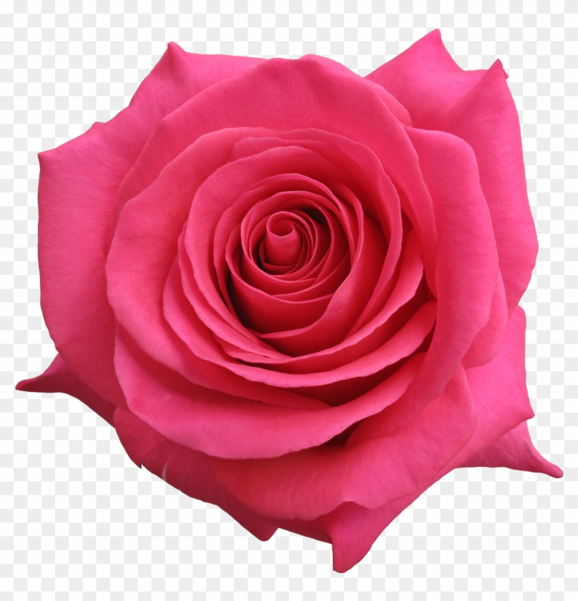 Rose Pink Floyd - Pink Floyd Rose #406223