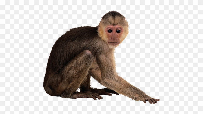 Monkey Hd Png Image - Monkey Transparent Background #406284