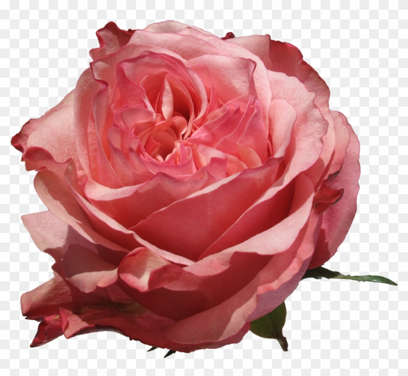 Art Rose - Art #406325