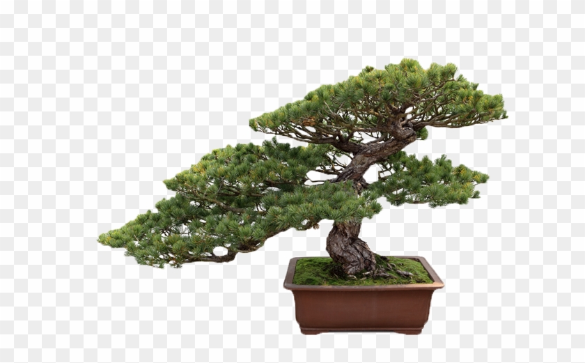 Get Your Balconies Or House Landscaped By Us - Bonsai Tree Transparent Background #406455