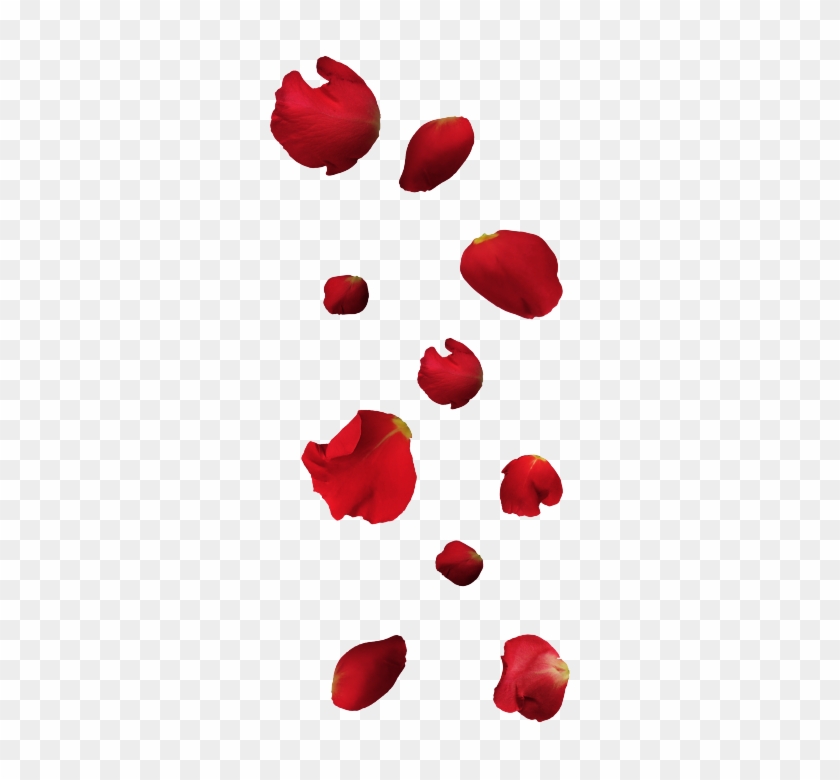 Free Falling Petals Png - Rose #406496
