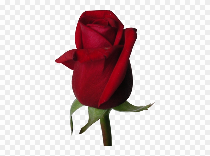 Rose Flower Wallpaper Background - Beautiful Red Rose Flowers #406525