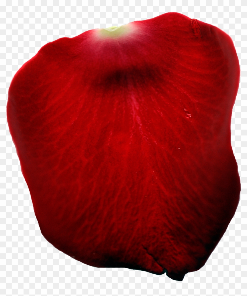   Red Rose Petal Png #406573