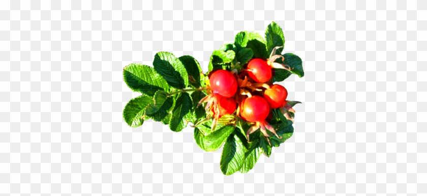 Clip Art Of Dog Rose Hip - Dogrose Png #406811
