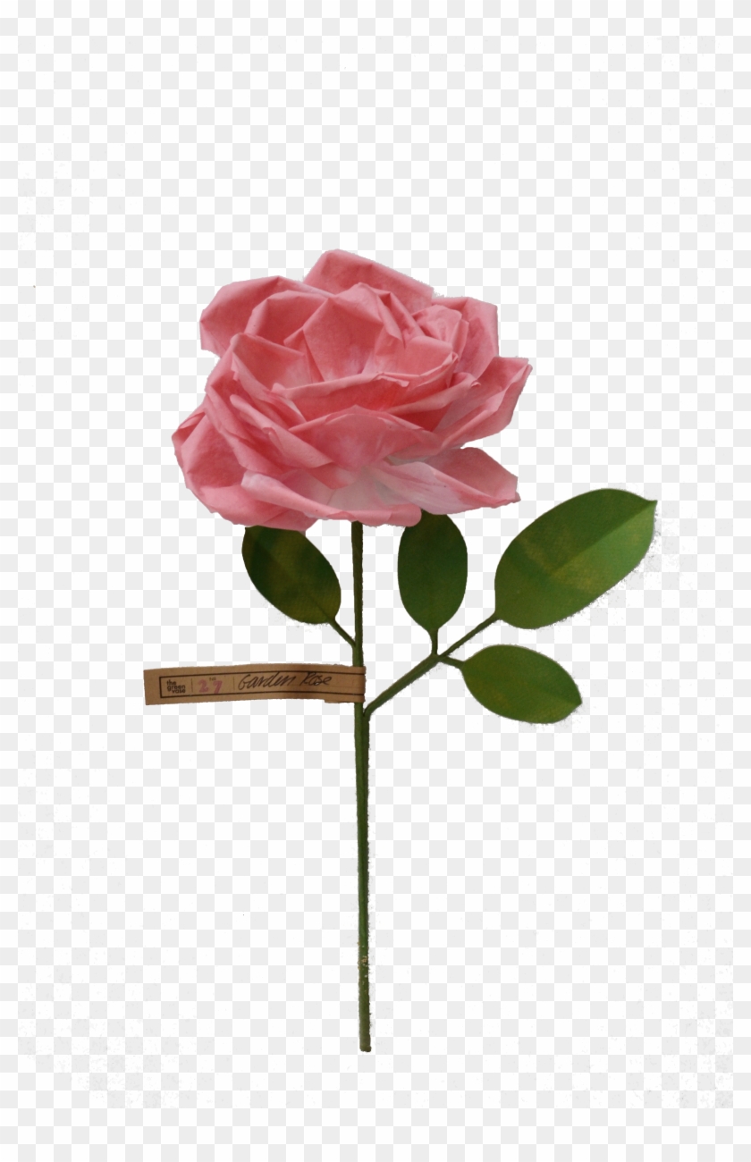 Garden Rose - Rose #406839