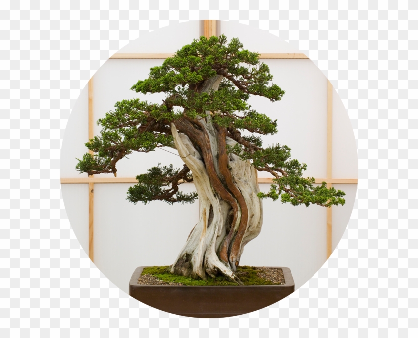 Bonzaï - Bonsai Secrets: Designing, Growing, And Caring For #407603