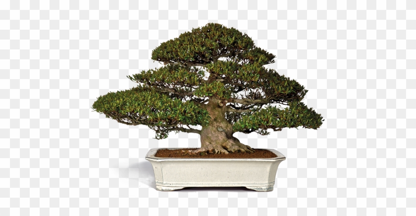Franchi Bonsai Vivai With Bonsai Ulivo Bomboniere - Sageretia Theezans #407654