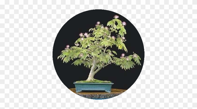 Muda Pequena De Mimosa Sensitiva - Mimosa Bonsai #407672