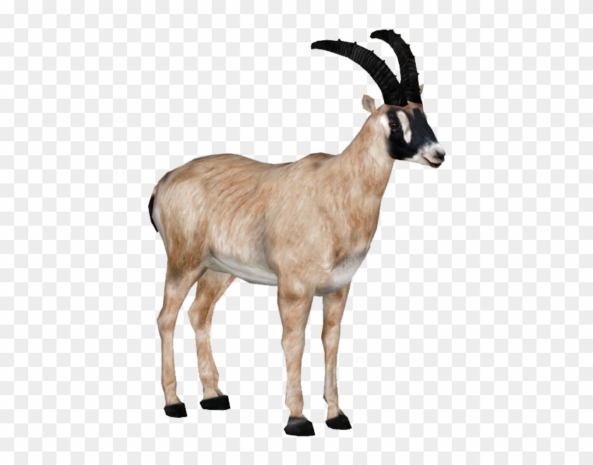 Antelopesennarroan Tamara Henson - Antelopes Png #408664