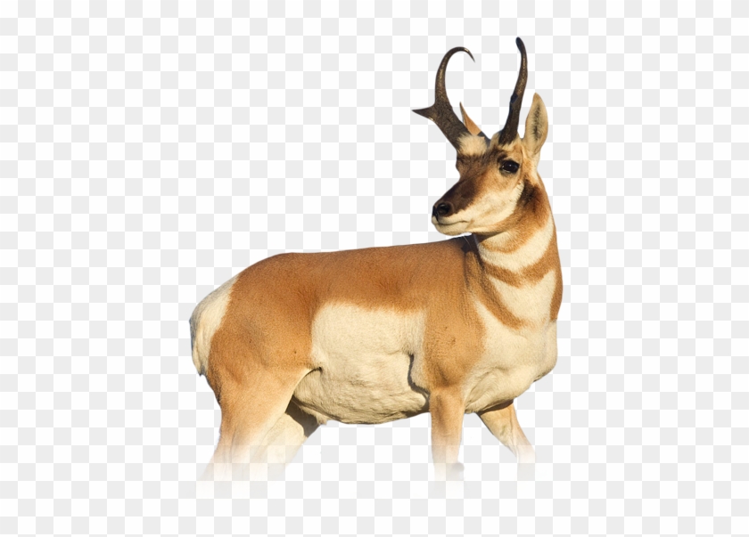 Source - U - S - Fish And Wildlife Service - Animals That Can Run #408666