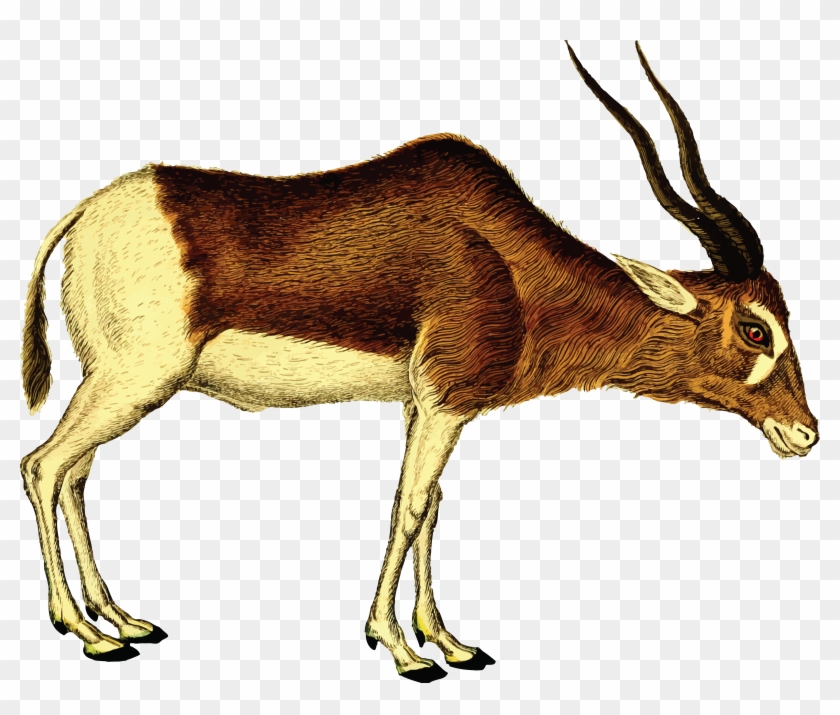 , , - Antilope Png #408768