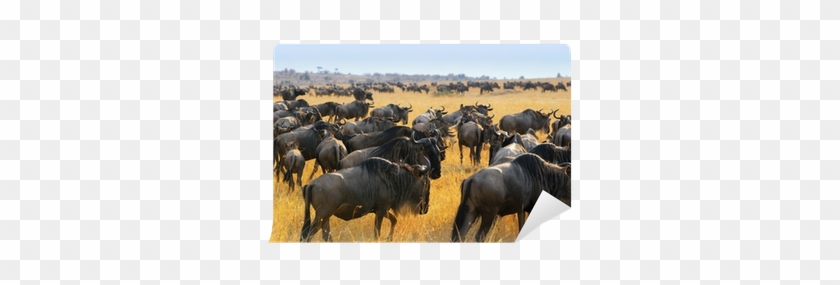 Wildebeest Antelopes In The Savannah Wall Mural • Pixers® - Savannah Migration #408805