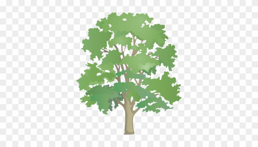 Drawn Tree Sycamore Tree - Patterns Of Nature Permaculture #408853