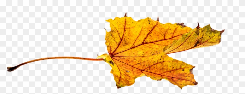 Cartoon Fall Leaf 23, - Leaf #408934