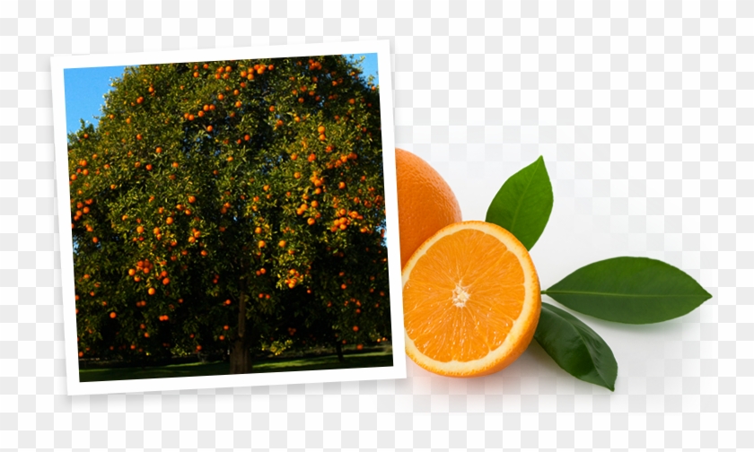 Oranges - Orange #409274