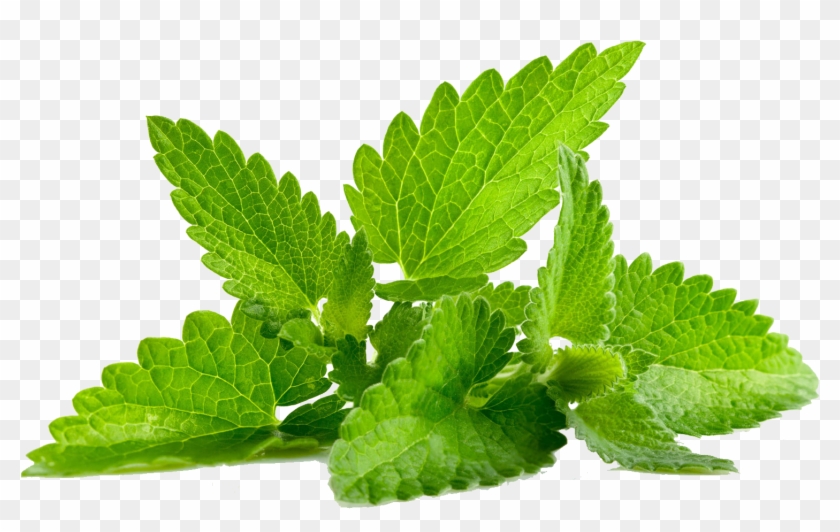 Mint Png Transparent - Mint Leaves #410438